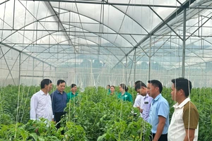 Lãnh đạo xã Si Pa Phìn tham quan khu nhà màng trồng rau chất lượng cao trên cao nguyên Si Pa Phìn.