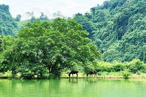Thảo nguyên Đồng Lâm mùa nước nổi