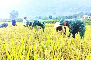 Bộ đội Biên phòng Quảng Bình giúp đồng bào Rục thu hoạch lúa nước trên cánh đồng Rục Làn, huyện Minh Hóa.