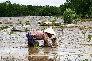 Bắt cáy trong rừng ngập mặn.