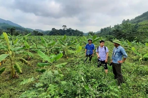 Cây chuối Thái trồng theo tiêu chuẩn VietGAP của HTX Nông nghiệp Cây Tăm phát triển tốt trên đất Vĩnh Ô.