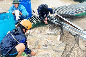 Khẩn trương giãn nợ, hoãn nợ, tiếp tục cho vay để người dân khôi phục sản xuất sau bão. Ảnh: ĐỨC ANH