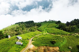 Vùng chè hữu cơ kết hợp khu nghỉ dưỡng mang tên Kolia trên núi Phia Ðén.