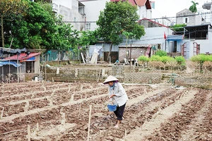 Khử chua cho đất sau khi bị ngâm trong nước lũ để chuẩn bị trồng lại hoa màu tại vùng đất ven sông Hồng (Hà Nội). Ảnh: K.MINH