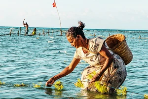 Phụ nữ tham gia các hoạt động trong chuỗi giá trị thủy sản. Ảnh: SHUTTER STOCK