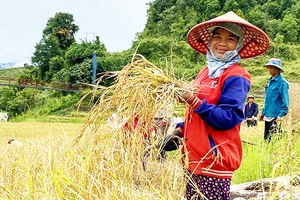 Mùa thu hoạch lúa ở làng Đăk Nai.