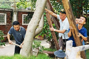 Người dân dựng lại cây đổ sau bão số 3. Ảnh: HẢI NAM