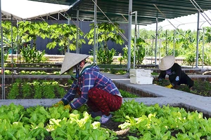 Mô hình nông nghiệp tuần hoàn của anh Võ Vinh Ca (thôn Kinh Tế, xã Canh Vinh, huyện Vân Canh).