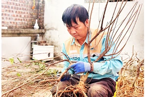 Công phu kỹ thuật uốn nắn tạo thế cho cây mai.