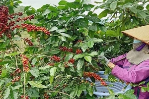 Người dân tỉnh Lâm Đồng thu hoạch cà-phê. (ẢnhMai Văn Bảo)