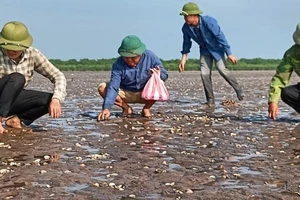 Ngao chết bất thường trong một thời gian ngắn, trùng với thời điểm tàu chở dầu Hà An 01 chìm trên biển Thái Bình.