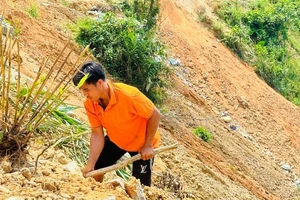 Lo sợ sạt lở mùa mưa sắp đến, anh Phạm Văn Hồng trồng cây trên mặt bằng vườn nhà do đơn vị thi công san lấp.