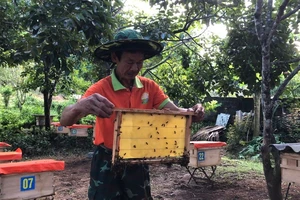 Ông Nguyễn Hữu Tương, thôn Khe Giao kiểm tra sự phát triển của đàn ong nuôi.
