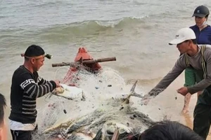 Ngư dân Quảng Bình đưa lưới cá bè vàng vào bờ biển.