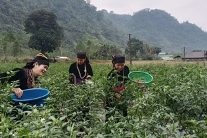 Người dân xã Tùng Bá, huyện Vị Xuyên thu hoạch ớt chỉ thiên.