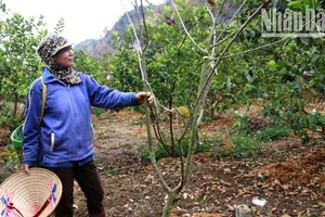 Một trong số những cây na trồng xen ổi đã chết tại vườn nhà ông Khổng Minh Hưng.