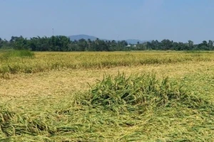 Mưa đá làm hàng trăm ha lúa nước sắp đến ngày thu hoạch ở xã Ea Kly bị rụng hạt và đổ ngã, gây thiệt hại nặng nề.