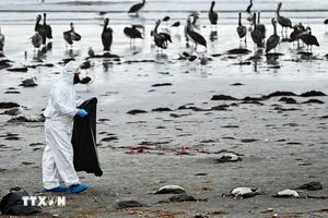 Nhân viên Sở Nông nghiệp và gia súc Chile thu nhặt những con chim cốc bị chết hàng loạt do nhiễm cúm gia cầm trên bãi biển ở Coquimbo, Chile, ngày 29/5/2023. (Ảnh: AFP/TTXVN)