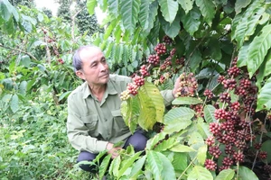 Người dân tỉnh Đắk Lắk kiểm tra sự phát triển của cây cà-phê. (Ảnh: Nguyễn Công Lý)