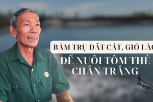 Bám trụ đất cát, gió Lào để nuôi tôm thẻ chân trắng