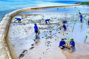 Thanh niên Cà Mau tham gia trồng cây rừng bảo vệ vùng ven biển kết hợp phòng, chống sạt lở đất. (Ảnh: NSNA Thanh Dũng) 