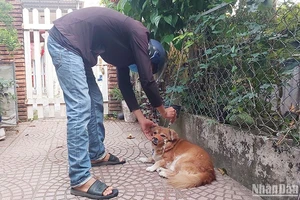 Thành phố Tam Kỳ (Quảng Nam) triển khai công tác tiêm vaccine phòng bệnh dại trên đàn chó.