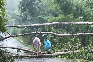 Mưa bão làm cây cối ngã đổ gây ách tắc giao thông tại huyện Tây Giang.