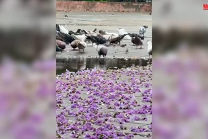 [Video] Màu tím hoa bằng lăng khiến nhiều người không thể rời mắt