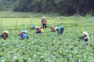 Chuỗi liên kết trồng rau bắp cải sạch của người dân xã Hồng Thái, huyện Na Hang với HTX Nông nghiệp và dịch vụ Tâm Hương.