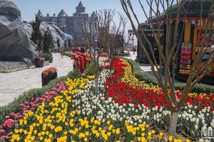 Bạt ngàn hoa tulip khoe sắc trên Sun World Ba Na Hills. (Ảnh: ANH ĐÀO)