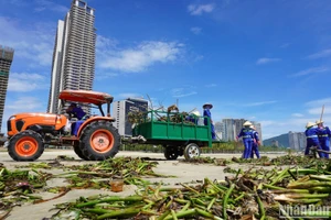 Công ty Cổ phần Môi trường đô thị Đà Nẵng huy động khoảng 100 công nhân cùng phương tiện ra quân thu gom rác dọc các tuyến đường biển. (Ảnhh: ANH ĐÀO)