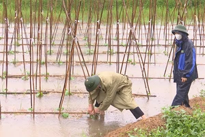 Mưa lớn làm nhiều diện tích hoa màu của tỉnh Hà Nam bị ngập úng.