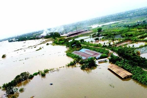 Nhiều khu chăn nuôi của người dân bị ngập sâu trong nước.