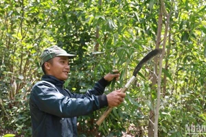 Anh La Lan Thanh ở thôn Phú Lợi, xã Phú Mỡ, huyện Đồng Xuân vui mừng được nhận đất trồng 3ha keo phát triển tốt