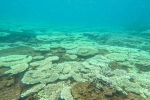 San hô chết, bị tẩy trắng diện tích lớn tại Côn Đảo ( Ảnh: Ban Quản lý Vườn Quốc gia Côn Đảo).