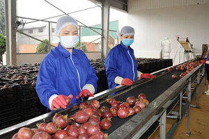 Chế biến chanh leo xuất khẩu tại Công ty CP Thực phẩm xuất khẩu Đồng Giao (DOVECO). Ảnh | ĐỨC KHÁNH