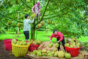 Nông dân Đắk Nông thu hoạch sầu riêng.