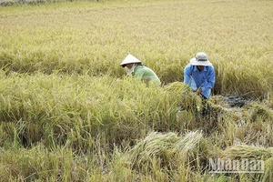 Nông dân Sóc Trăng thu hoạch lúa hữu cơ.