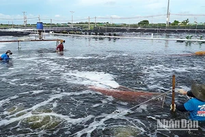 Thu hoạch tôm nước lợ tại Sóc Trăng.