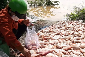 Cá chết tại các bè trên sông Đồng Nai được vớt lên bờ để bán.