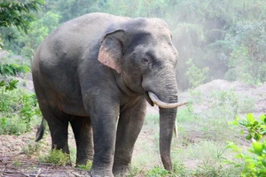 Một cá thể voi rừng ở Đồng Nai.