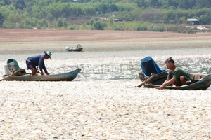 Đội nuôi trồng thủy sản, Bộ Chỉ huy Quân sự tỉnh Đồng Nai đang vớt, xử lý số cá chết trên hồ Sông Mây.