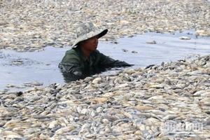 Khẩn trương xử lý hàng trăm tấn cá chết ở hồ Sông Mây