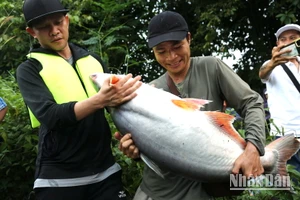 Một người dân bắt được con cá tra nặng khoảng 20kg.