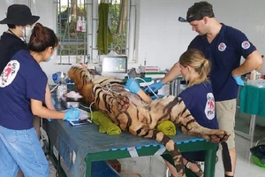 Các chuyên gia kiểm tra sức khỏe cho từng cá thể hổ trước khi di chuyển đến chuồng nuôi mới.