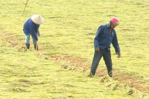 Nông dân huyện Quảng Ninh (Quảng Bình) ra đồng dựng lại lúa đông xuân sắp thu hoạch đổ ngã sau các trận mưa dông.