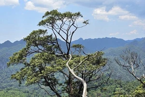 Bách xanh đá là loài có nguy cơ tuyệt chủng trên toàn cầu được phát hiện tại Vườn quốc gia Phong Nha-Kẻ Bàng. Sắp tới sẽ có tuyến du lịch khám phá quần thể Bách xanh đá ở đây. 