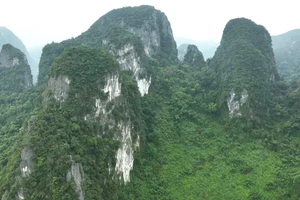 Rừng trên núi đá vôi ở Vườn quốc gia Phong Nha-Kẻ Bàng (ảnh minh họa)