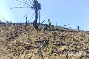 Một số diện tích rừng ở xã Hồng Hóa bị phá trái phép để lấn chiếm đất trồng rừng.