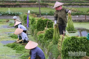 Từ một nền kinh tế nông nghiệp khép kín, Việt Nam đã viết nên một trong những câu chuyện thành công nhất về quá trình chuyển đổi kinh tế ở châu Á. (Ảnh: THÀNH ĐẠT)